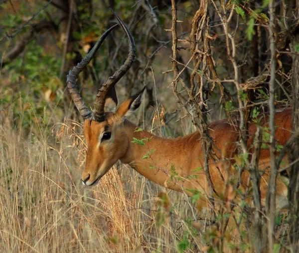 Impala antilopu — Stok fotoğraf