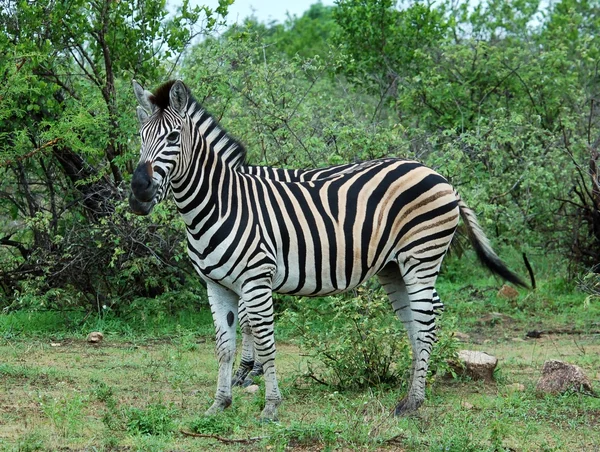 Cebra de Burchell en África — Foto de Stock