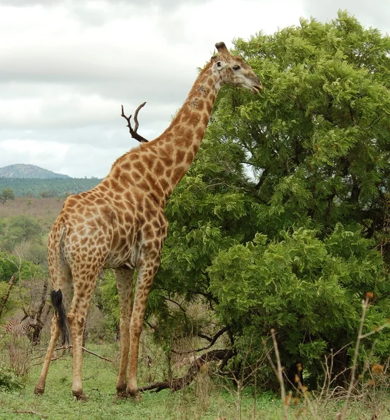 Zsiráf Afrikában — Stock Fotó