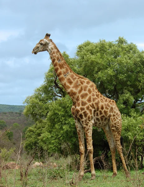 Giraffe in Afrika — Stockfoto