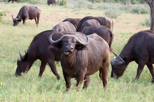 Cape buffalo — Stockfoto