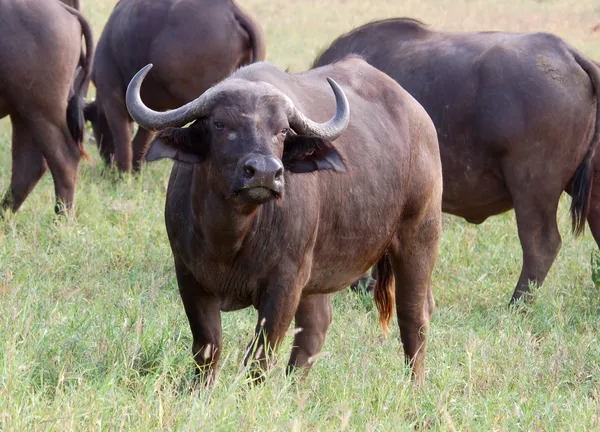 Cape Buffalo — Stock Photo, Image