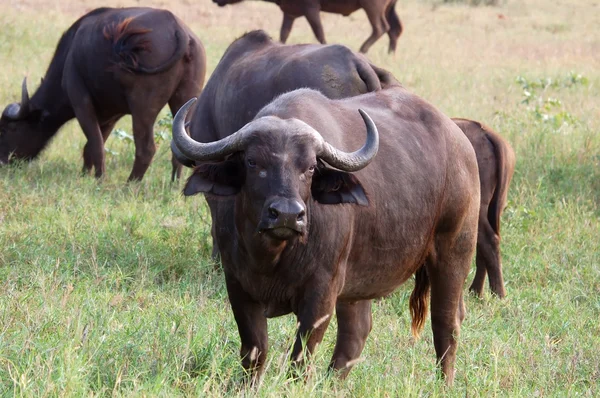 Cape buffalo w Afryce — Zdjęcie stockowe