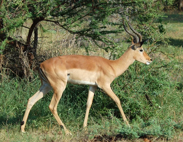 Afrika yaban hayatı: Impala — Stok fotoğraf