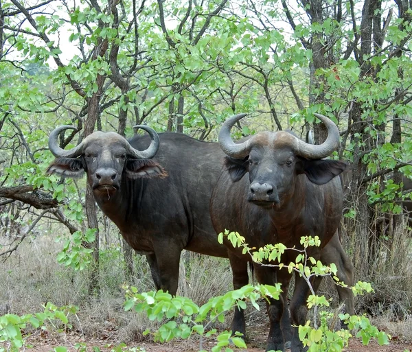Cape buffalo v Africe — Stock fotografie