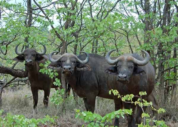 Cape buffalo — Zdjęcie stockowe
