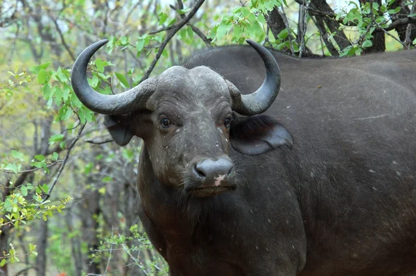 Kapbüffel in Afrika — Stockfoto