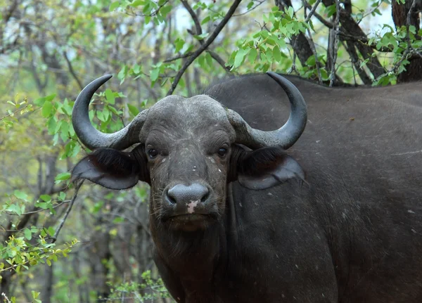 Kapbüffel wild in Afrika — Stockfoto