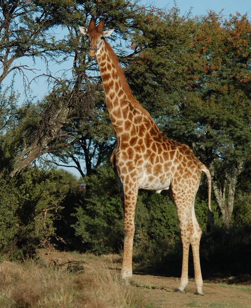 Žirafa v Africe — Stock fotografie