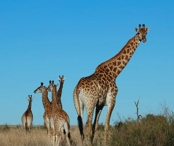 Жирафа (giraffa Жираф ) — стокове фото