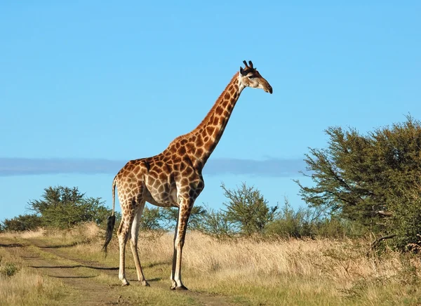 Girafe en Afrique — Photo