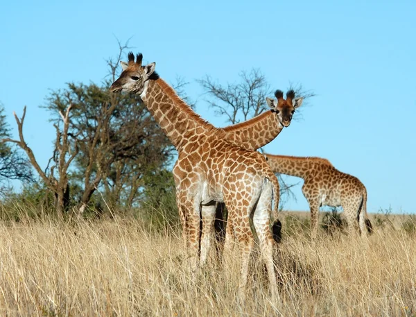 Giovani giraffe in Africa — Foto Stock