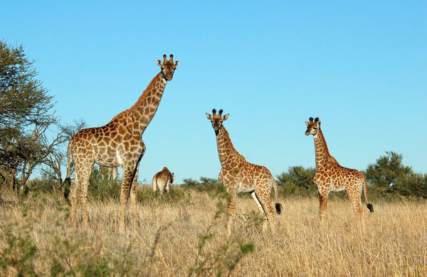 Giraffe family in the bushveld of South Africa.
