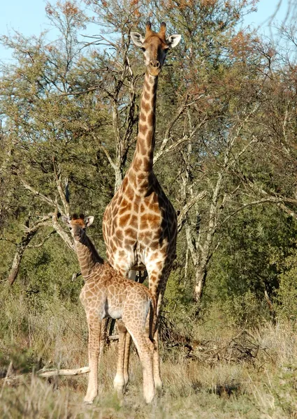 Zürafa anne ve kızı — Stok fotoğraf