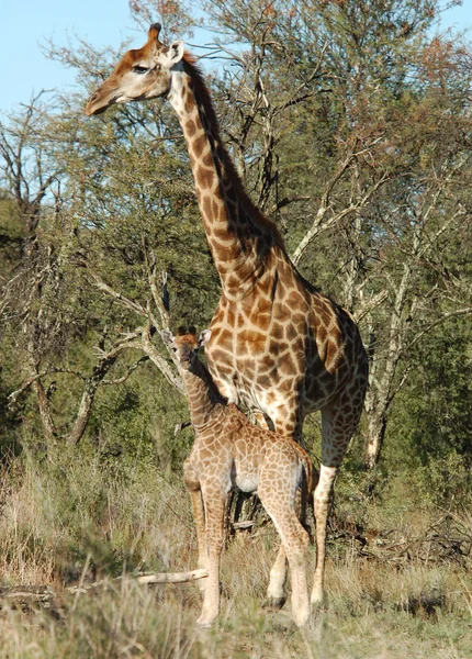 Жіночий жирафа теля . — стокове фото