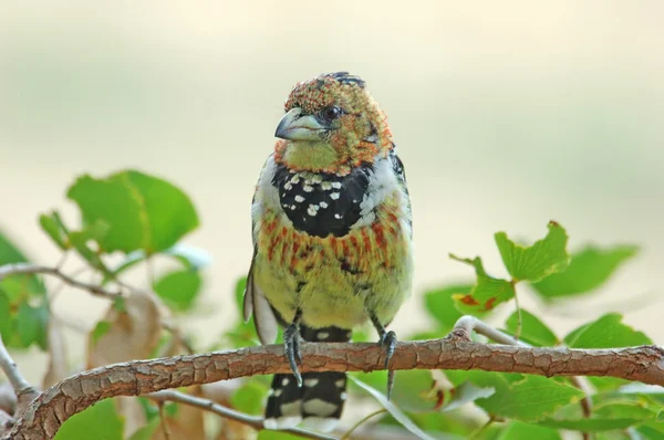 Crested Barbet — Stock Photo, Image