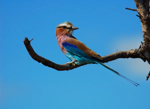 Lilacbreasted Roller — Stock Photo, Image