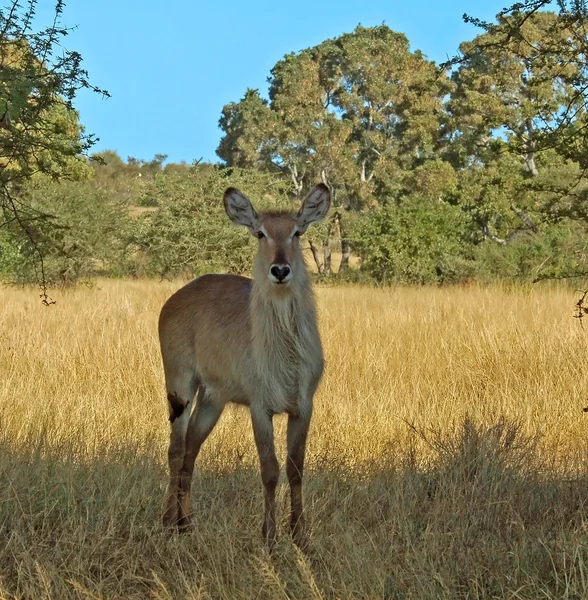 Vattenbock antilop — Stockfoto
