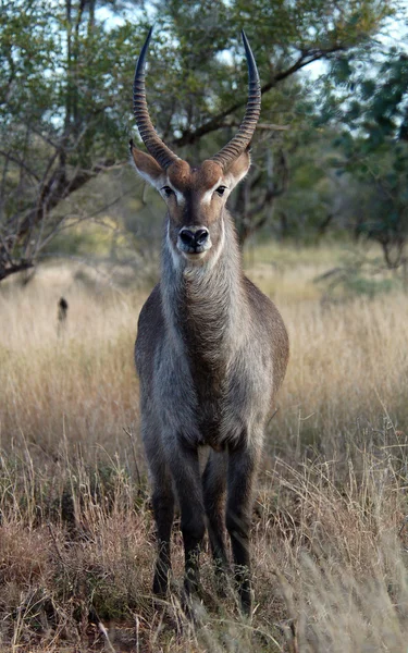 Waterbuck antilop — Stok fotoğraf