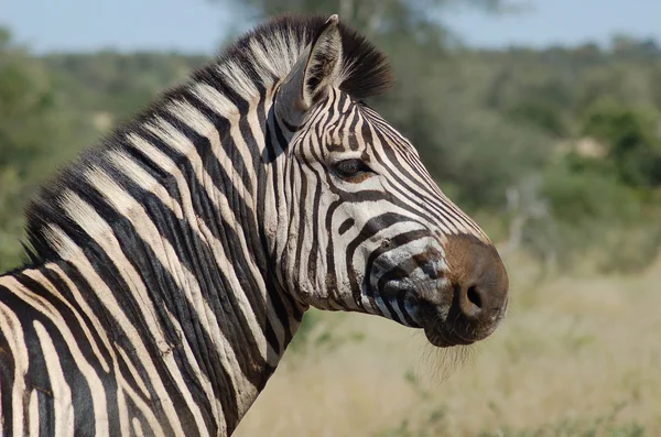 Pettyes Zebra — Stock Fotó