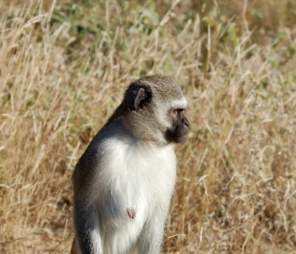 버 빗 원숭이 — 스톡 사진