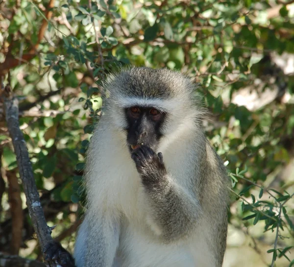 Vervet μαϊμού — Φωτογραφία Αρχείου