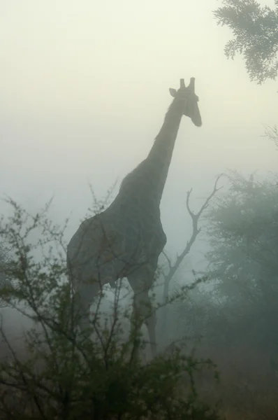 Žirafa v mlzeκαμηλοπάρδαλη στην ομίχλη — Stock fotografie