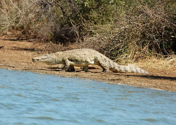 Krokodyl nilowy — Zdjęcie stockowe