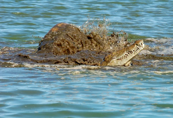 Crocodile du Nil — Photo