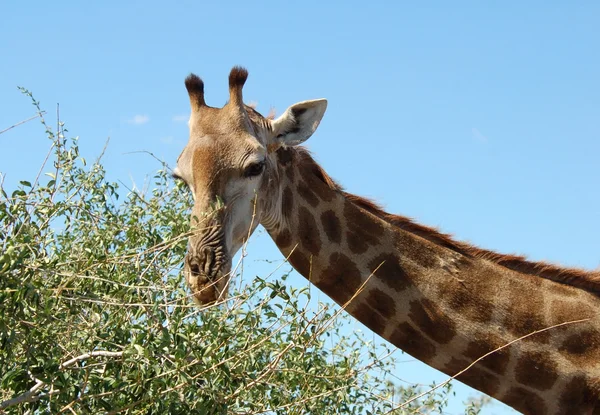 Vrouwelijke giraffe — Stockfoto