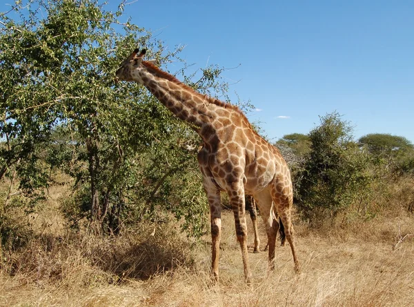 Girafa fêmea — Fotografia de Stock