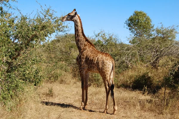 Girafa feminina na África — Fotografia de Stock