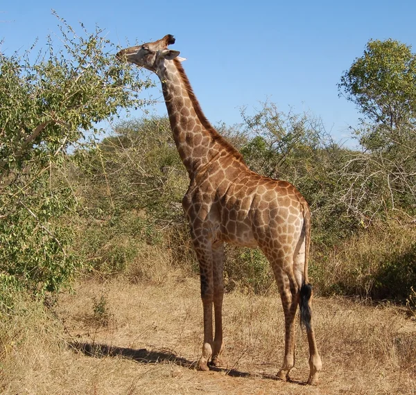Jirafa femenina en África —  Fotos de Stock