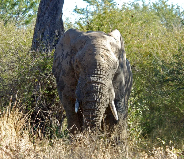 Dieren in het wild: Afrikaanse olifant — Stockfoto