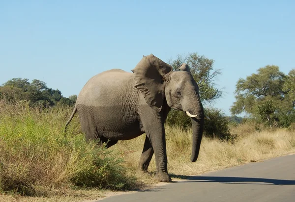 Дикая природа: африканский слон — стоковое фото