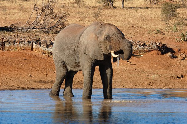An African Elephant in the Kruger Park, South Africa.