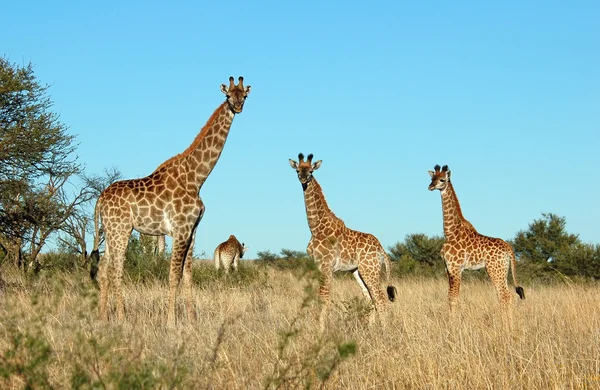 非洲长颈鹿家庭 免版税图库图片