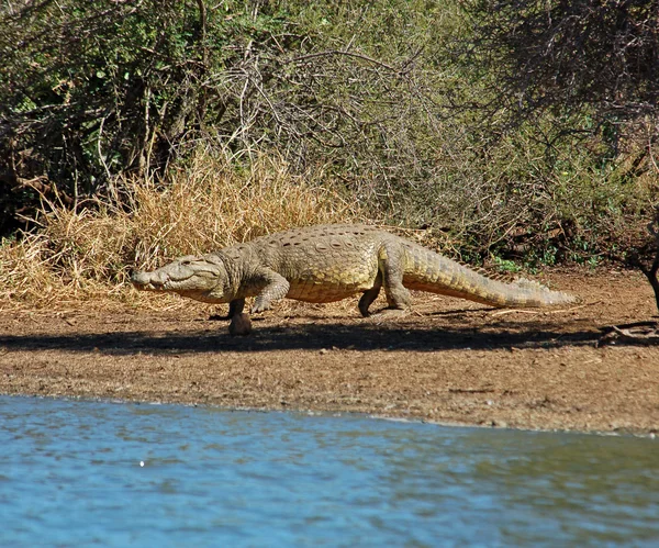 Crocodile du Nil Image En Vente