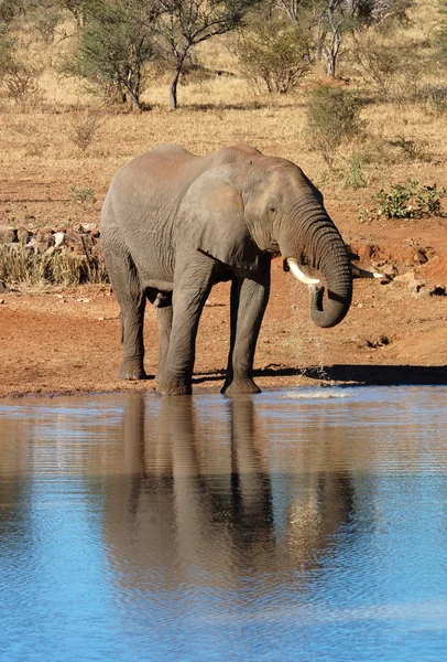 Afrikaanse olifant Rechtenvrije Stockfoto's