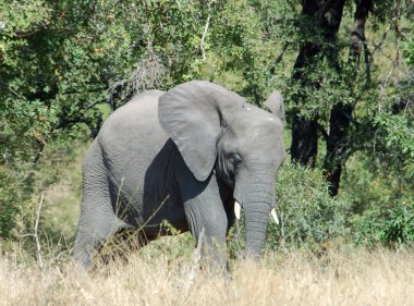 African Elephant clipart