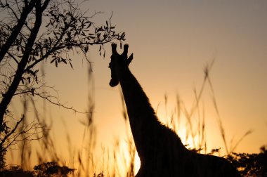 Afrika'da zürafa