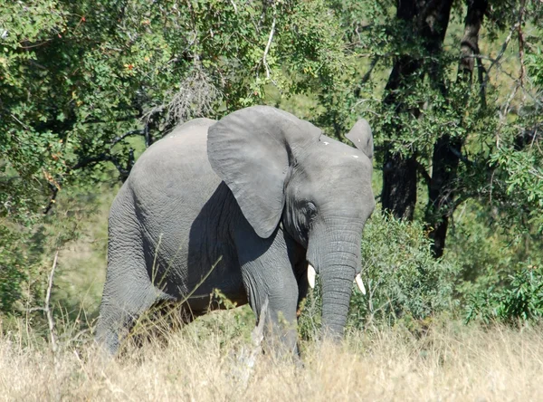 stock image African Elephant