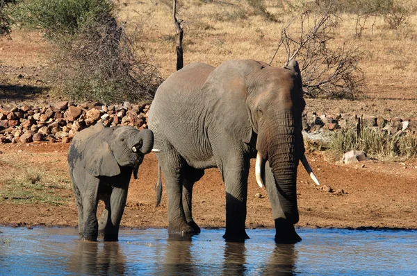 Elefante africano — Foto de Stock