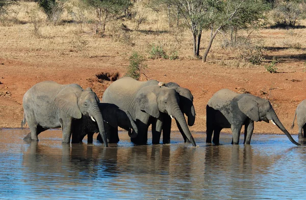 Manada de elefantes africanos — Foto de Stock