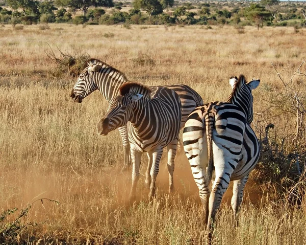 Zebra di burchell — Foto Stock