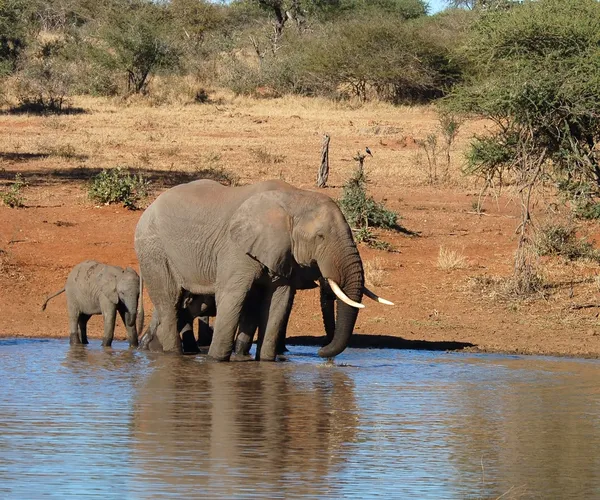 Elefanti africani in Sud Africa Fotografia Stock