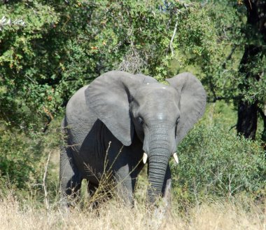 Wildlife: African Elephant clipart
