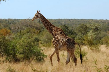 Afrika'da zürafa