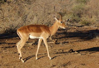 impala antilopu