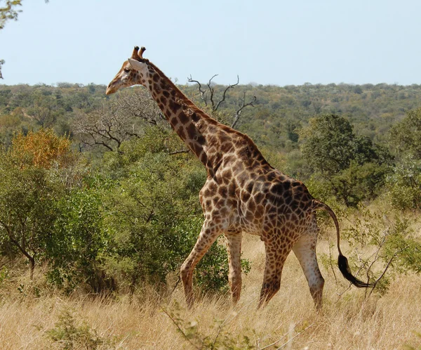 Żyrafa w Afryce — Zdjęcie stockowe